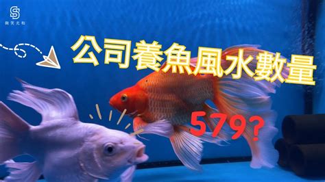 風水魚數量|風水魚：多少最旺宅？